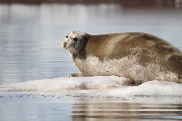 Zeehond ligt op het ijs, Spitsbergen